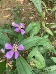 Melastomataceae