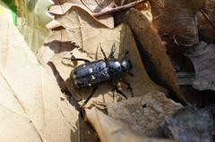 Clinterocera scabrosa