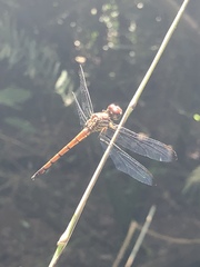 Cannaphila