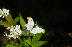 Anthocharis scolymus