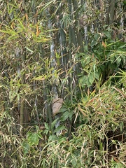 Bambusa dolichoclada