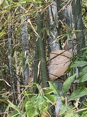 Bambusa dolichoclada