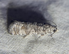 Retinia gemistrigulana