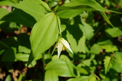 Disporum smilacinum