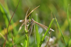 Pterophorus innotatalis