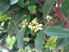 Garcinia oblongifolia