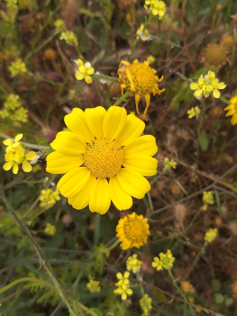 Glebionis segetum, Πευκώνας