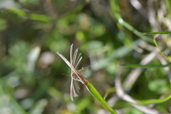 Pterophorus innotatalis