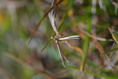 Pterophorus innotatalis