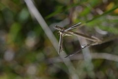 Pterophorus innotatalis