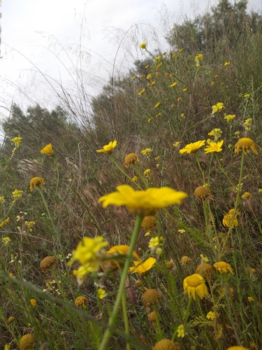Glebionis segetum