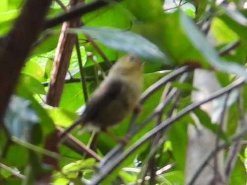 Rufous-capped Babbler (Cyanoderma ruficeps), photo 8