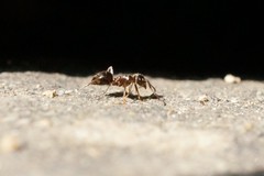 Lasius japonicus