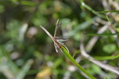 Pterophorus innotatalis