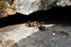 Lasius japonicus