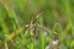 Pterophorus innotatalis