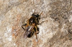 Brachypalpus nipponicus