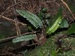 Polystichum hancockii