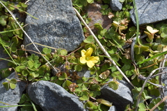 Oxalis rubens