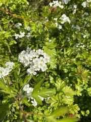 Crataegus monogyna