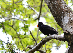 Turdus merula