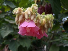 Dombeya wallichii