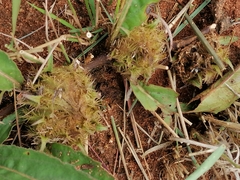 Crabbea angustifolia