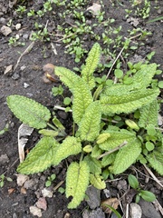 Stachydeae