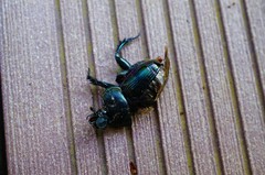 Phelotrupes auratus