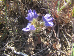 Blepharis procumbens