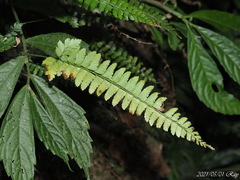Polystichum hancockii