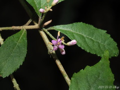 Callicarpa randaiensis