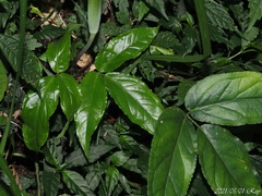 Arisaema grapsospadix
