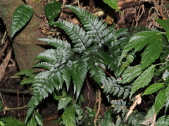 Arachniodes pseudoaristata