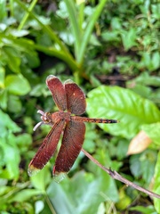 Neurothemis terminata