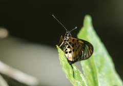 Acraea igola