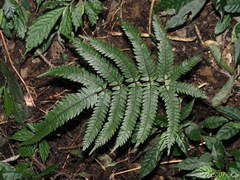 Pteris aspericaulis