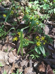 Gagea lutea