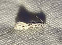 Nemapogon auropulvella