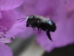 Andrena
