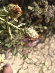 Centaurea diluta