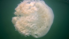 Rhopilema hispidum