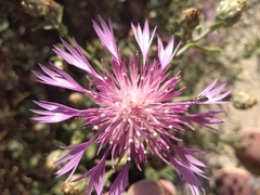 Centaurea diluta