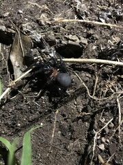 Porrhothele antipodiana