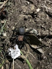 Porrhothele antipodiana