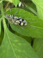 Chlorophorus signaticollis