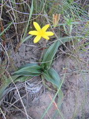 Hypoxis stellipilis