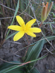 Hypoxis stellipilis