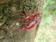 Baryrhynchus poweri