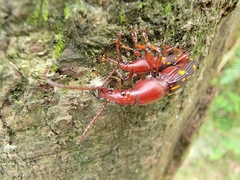 Baryrhynchus poweri